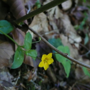 Photographie n°2526011 du taxon Lysimachia nemorum L. [1753]