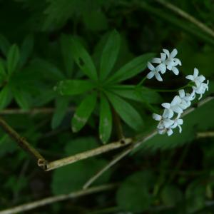 Photographie n°2526012 du taxon Galium odoratum (L.) Scop.