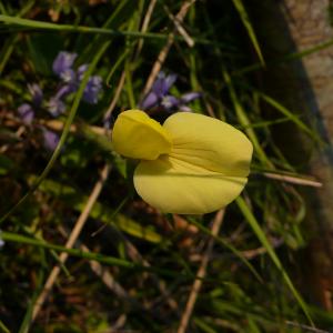 Photographie n°2526028 du taxon Lotus maritimus var. hirsutus (Willk.) Kerguélen [1994]