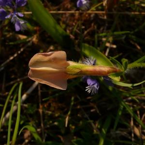  - Lotus maritimus var. hirsutus (Willk.) Kerguélen [1994]