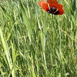 Photographie n°2526051 du taxon Papaver argemone subsp. argemone