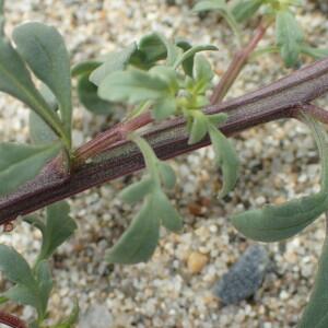  - Scrophularia canina subsp. pinnatifida (Brot.) J.M.Tison [2010]
