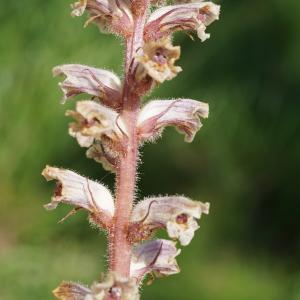 Photographie n°2526104 du taxon Orobanche alba Stephan ex Willd. [1800]