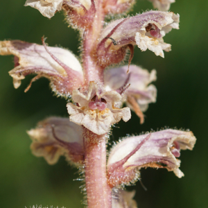 Photographie n°2526105 du taxon Orobanche alba Stephan ex Willd. [1800]