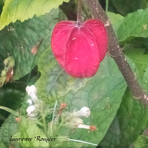 Photographie n°2526116 du taxon Abutilon megapotamicum (A.Spreng.) A.St.-Hil. & Naudin [1842]