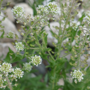 Photographie n°2526122 du taxon Lepidium campestre (L.) R.Br. [1812]