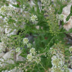 Photographie n°2526124 du taxon Lepidium campestre (L.) R.Br. [1812]