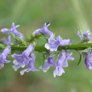 Photographie n°2526143 du taxon Anarrhinum bellidifolium (L.) Willd.