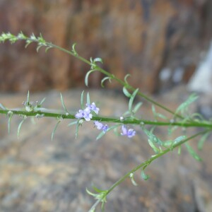 Photographie n°2526144 du taxon Anarrhinum bellidifolium (L.) Willd.