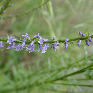 Photographie n°2526145 du taxon Anarrhinum bellidifolium (L.) Willd.