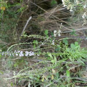 Photographie n°2526151 du taxon Anarrhinum bellidifolium (L.) Willd.