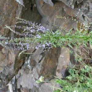 Photographie n°2526152 du taxon Anarrhinum bellidifolium (L.) Willd.