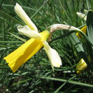 Photographie n°2526182 du taxon Narcissus bicolor L.