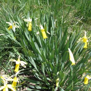 Photographie n°2526183 du taxon Narcissus bicolor L.