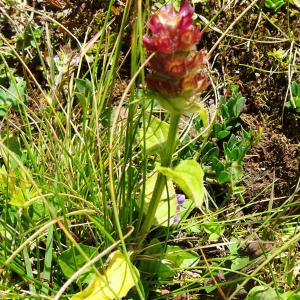 Photographie n°2526202 du taxon Prunella vulgaris L. [1753]