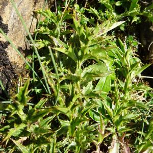  - Carlina acaulis subsp. acaulis