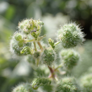 Photographie n°2526222 du taxon Urtica pilulifera L.