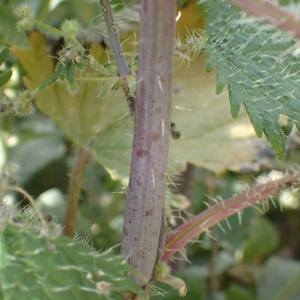 Photographie n°2526223 du taxon Urtica pilulifera L.