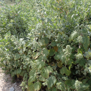 Photographie n°2526227 du taxon Urtica pilulifera L.