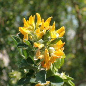 Photographie n°2526229 du taxon Medicago arborea L.