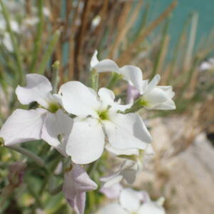 Photographie n°2526233 du taxon Matthiola incana (L.) R.Br.