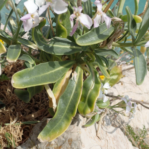 Photographie n°2526235 du taxon Matthiola incana (L.) R.Br.