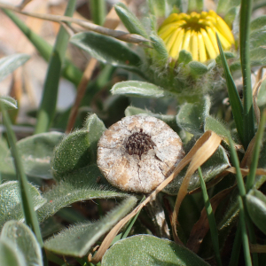 Photographie n°2526238 du taxon Pallenis maritima (L.) Greuter