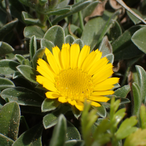 Photographie n°2526239 du taxon Pallenis maritima (L.) Greuter
