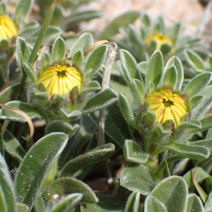 Photographie n°2526240 du taxon Pallenis maritima (L.) Greuter