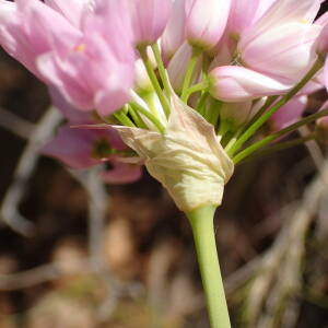 Photographie n°2526296 du taxon Allium roseum L.