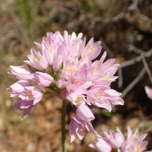 Photographie n°2526297 du taxon Allium roseum L.