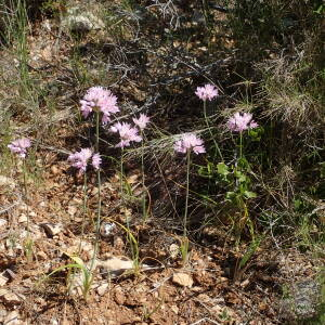 Photographie n°2526298 du taxon Allium roseum L.