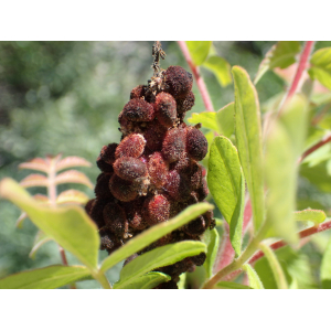 Rhus sp.
