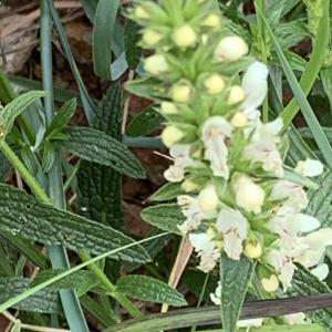 Photographie n°2526358 du taxon Stachys recta L.