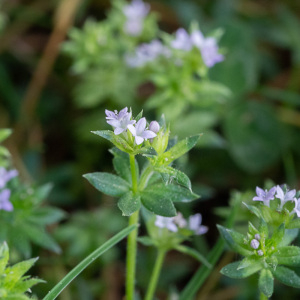 Photographie n°2526361 du taxon Sherardia arvensis L.