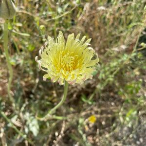 Photographie n°2526376 du taxon Urospermum dalechampii (L.) Scop. ex F.W.Schmidt