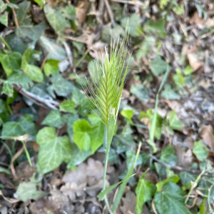 Photographie n°2526382 du taxon Hordeum murinum L.