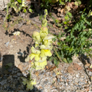 Photographie n°2526384 du taxon Antirrhinum majus L.