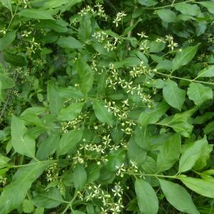 Photographie n°2526390 du taxon Euonymus L.