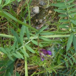 Photographie n°2526400 du taxon Vicia cracca L. [1753]