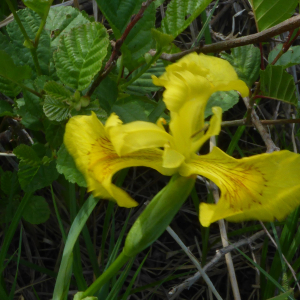 Photographie n°2526406 du taxon Iris pseudacorus L. [1753]
