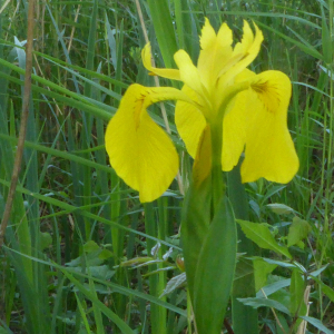 Photographie n°2526407 du taxon Iris pseudacorus L. [1753]