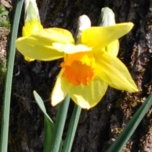 Photographie n°2526426 du taxon Narcissus pseudonarcissus L.