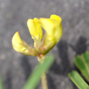 Photographie n°2526445 du taxon Hippocrepis ciliata Willd.
