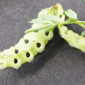 Photographie n°2526448 du taxon Hippocrepis ciliata Willd.