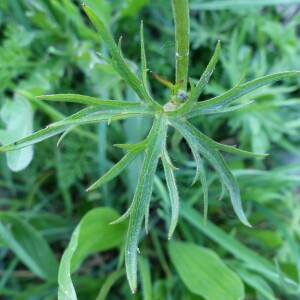 Photographie n°2526465 du taxon Ranunculus acris L. [1753]