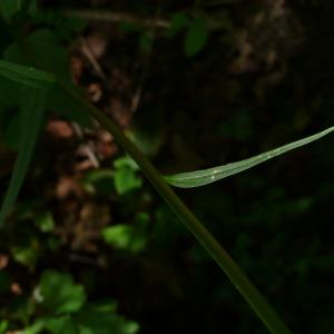 Photographie n°2526467 du taxon Phyteuma spicatum L. [1753]