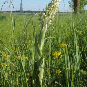 Photographie n°2526486 du taxon Himantoglossum hircinum (L.) Spreng.