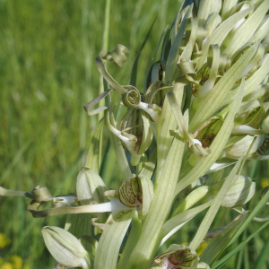 Photographie n°2526489 du taxon Himantoglossum hircinum (L.) Spreng.