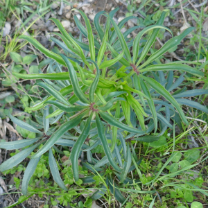 Photographie n°2526492 du taxon Helleborus foetidus L.